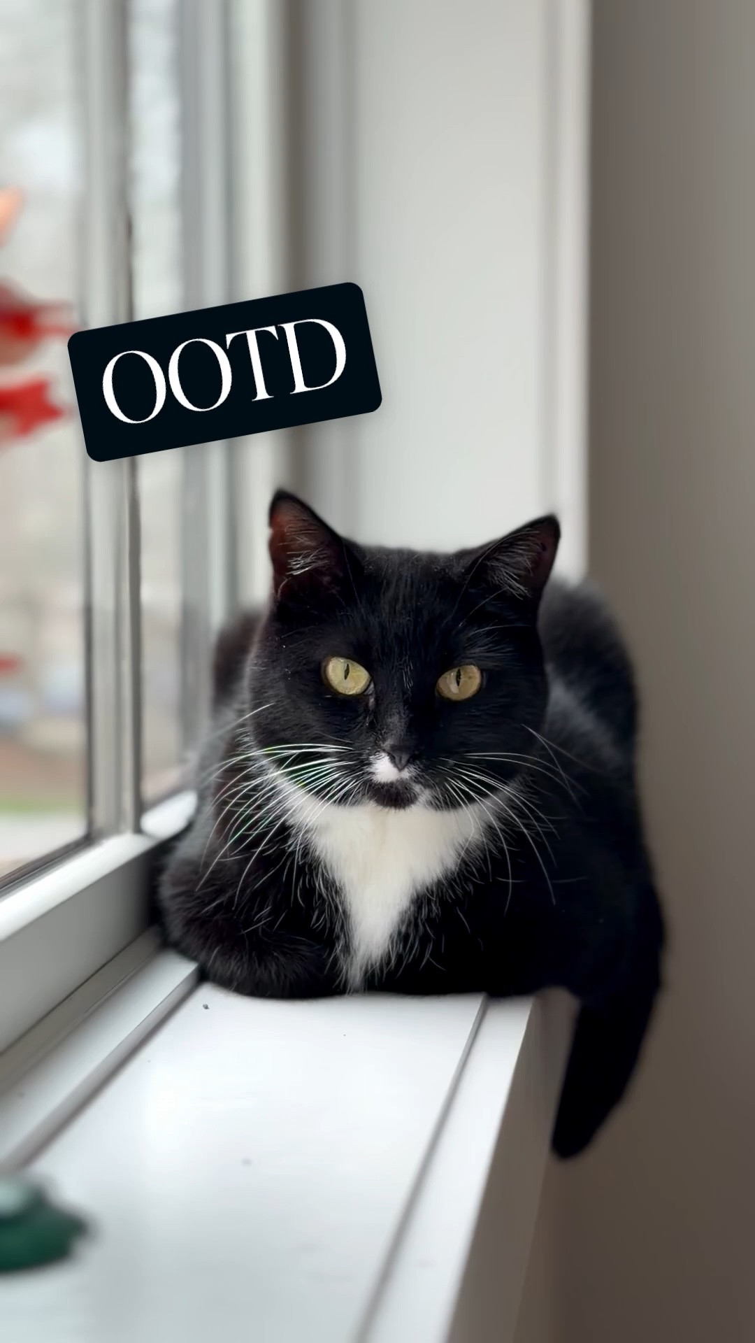 Imgly video edit test