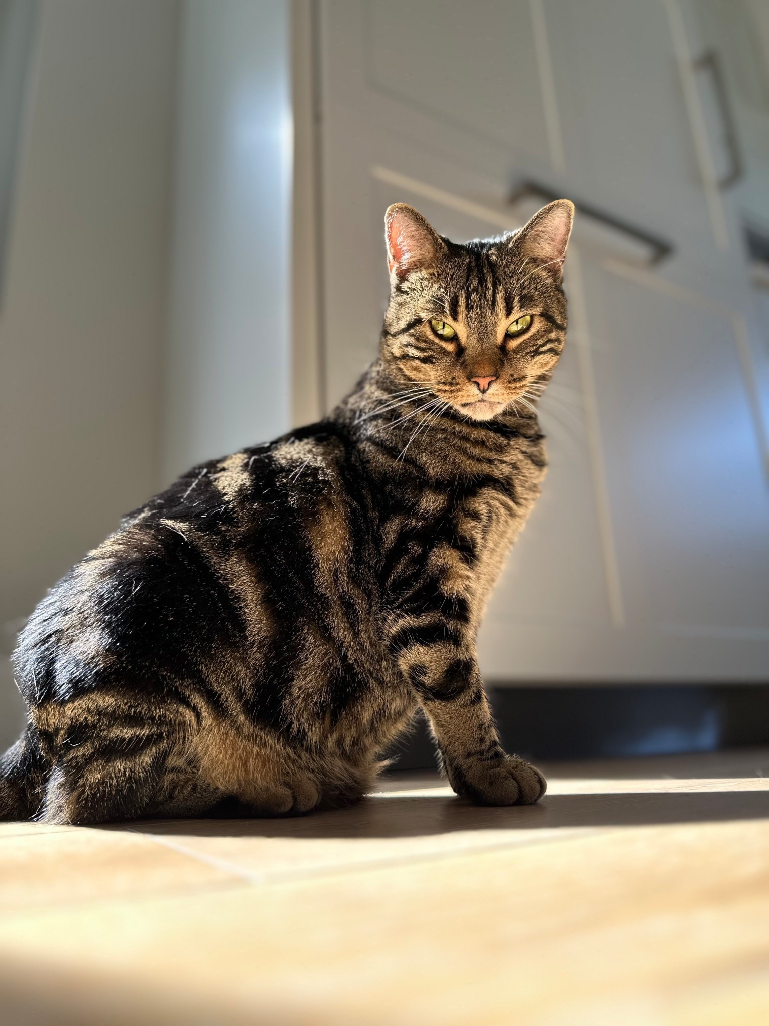 Cat

#LTKmidsize #LTKhome #LTKfamily