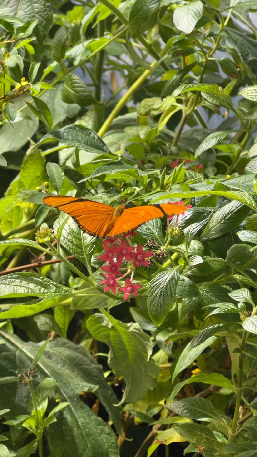 V3 butterfly scheduled

#LTKVideo