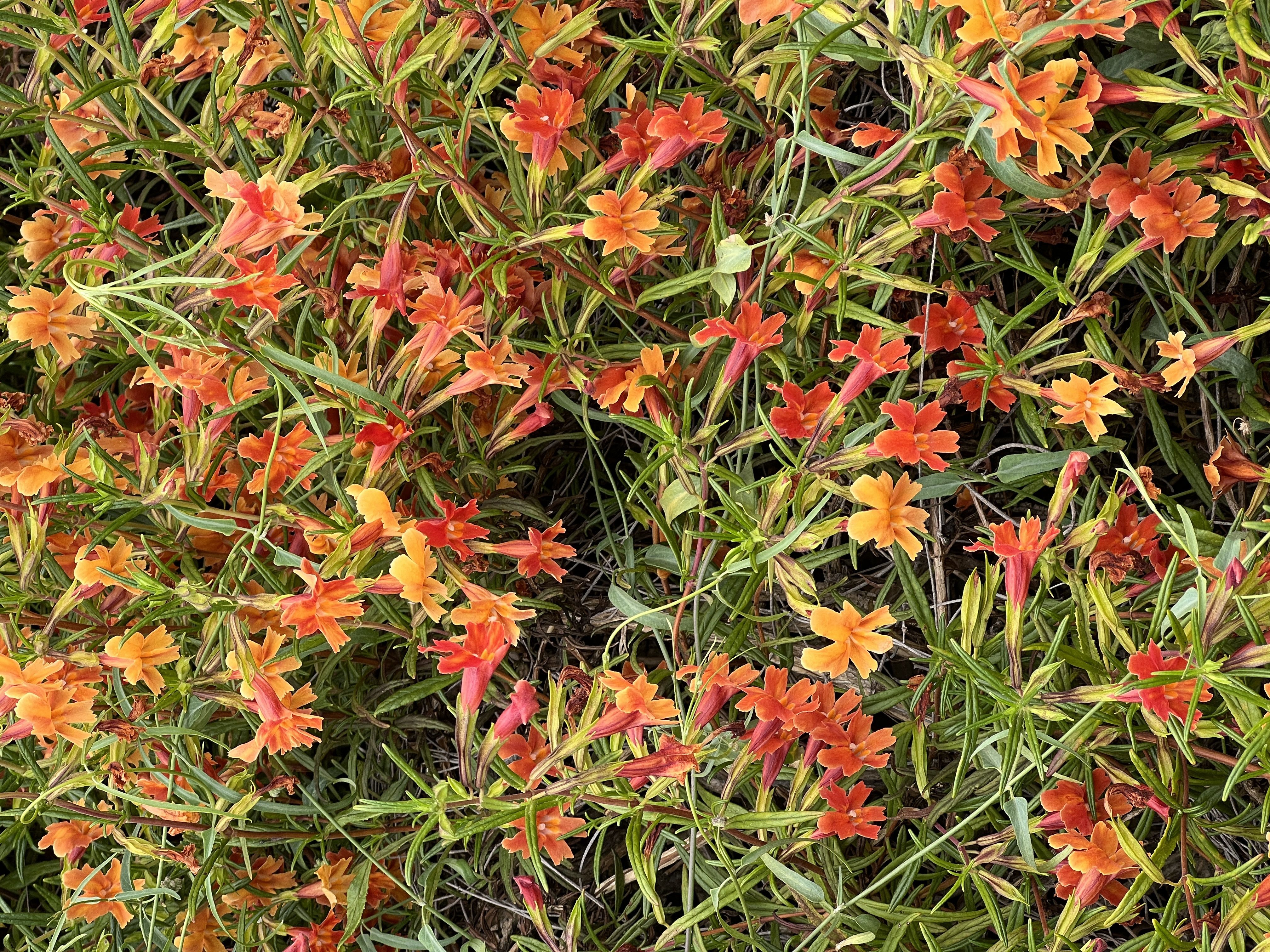 adding 50 products round 3 because i missed match_type 9