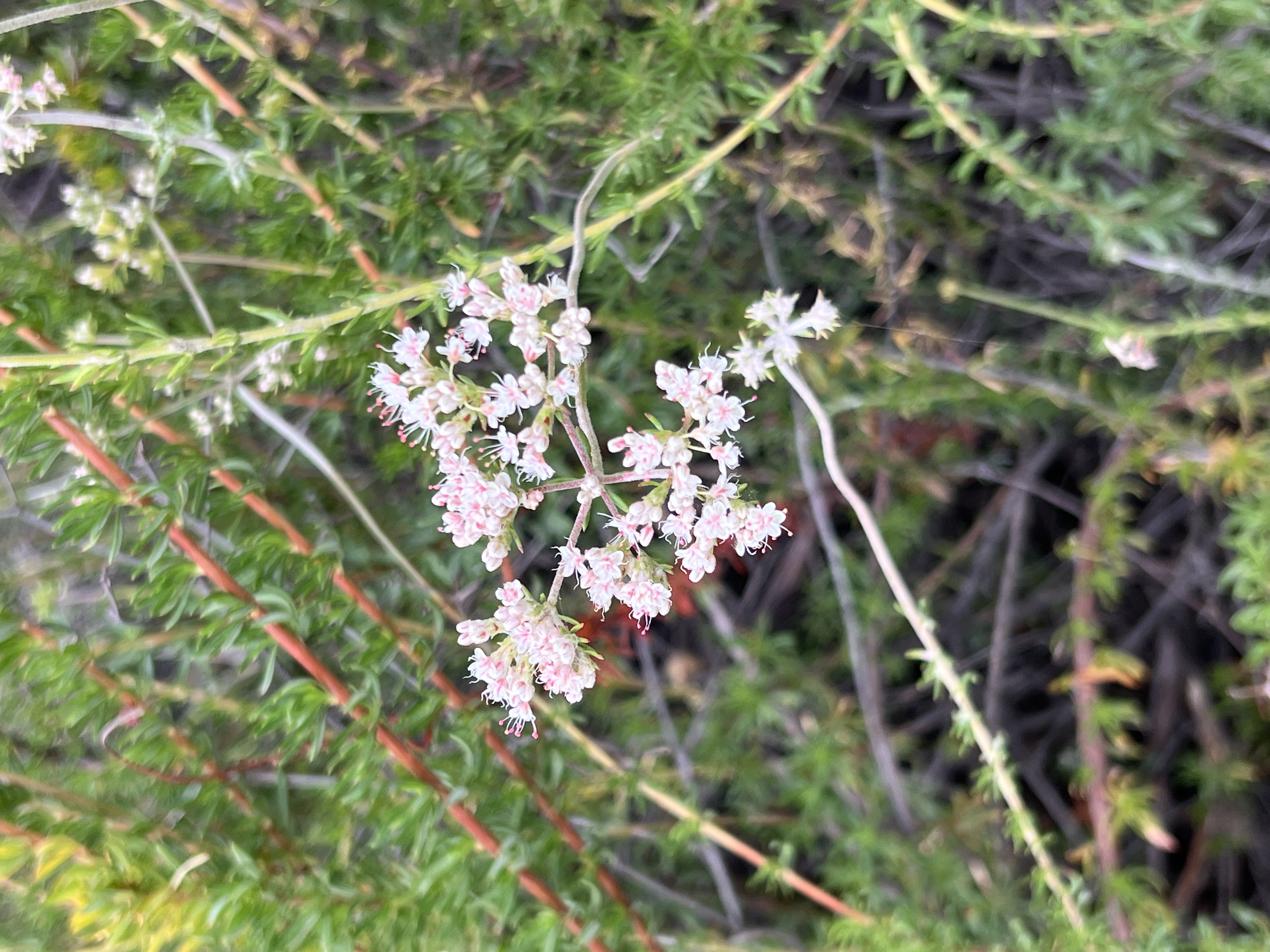 adding more products 13