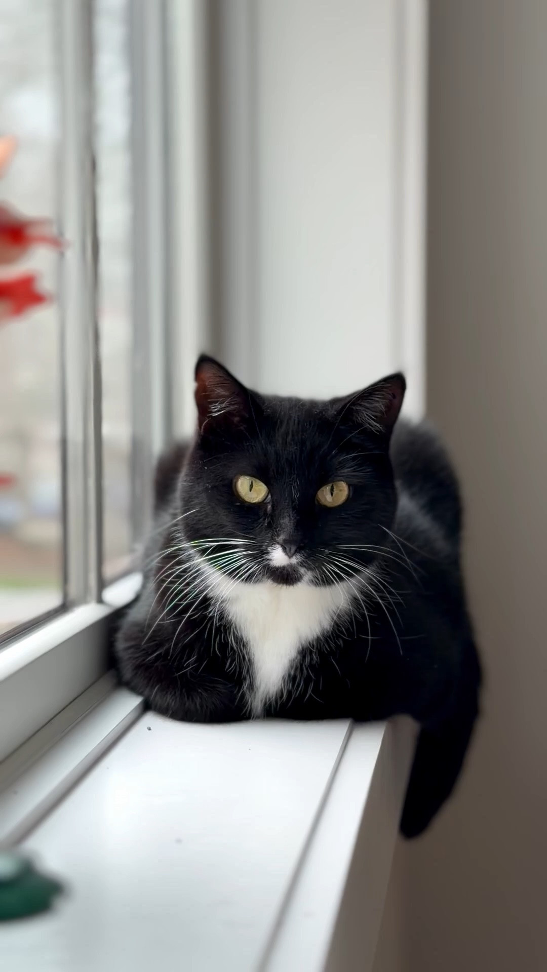 Video test