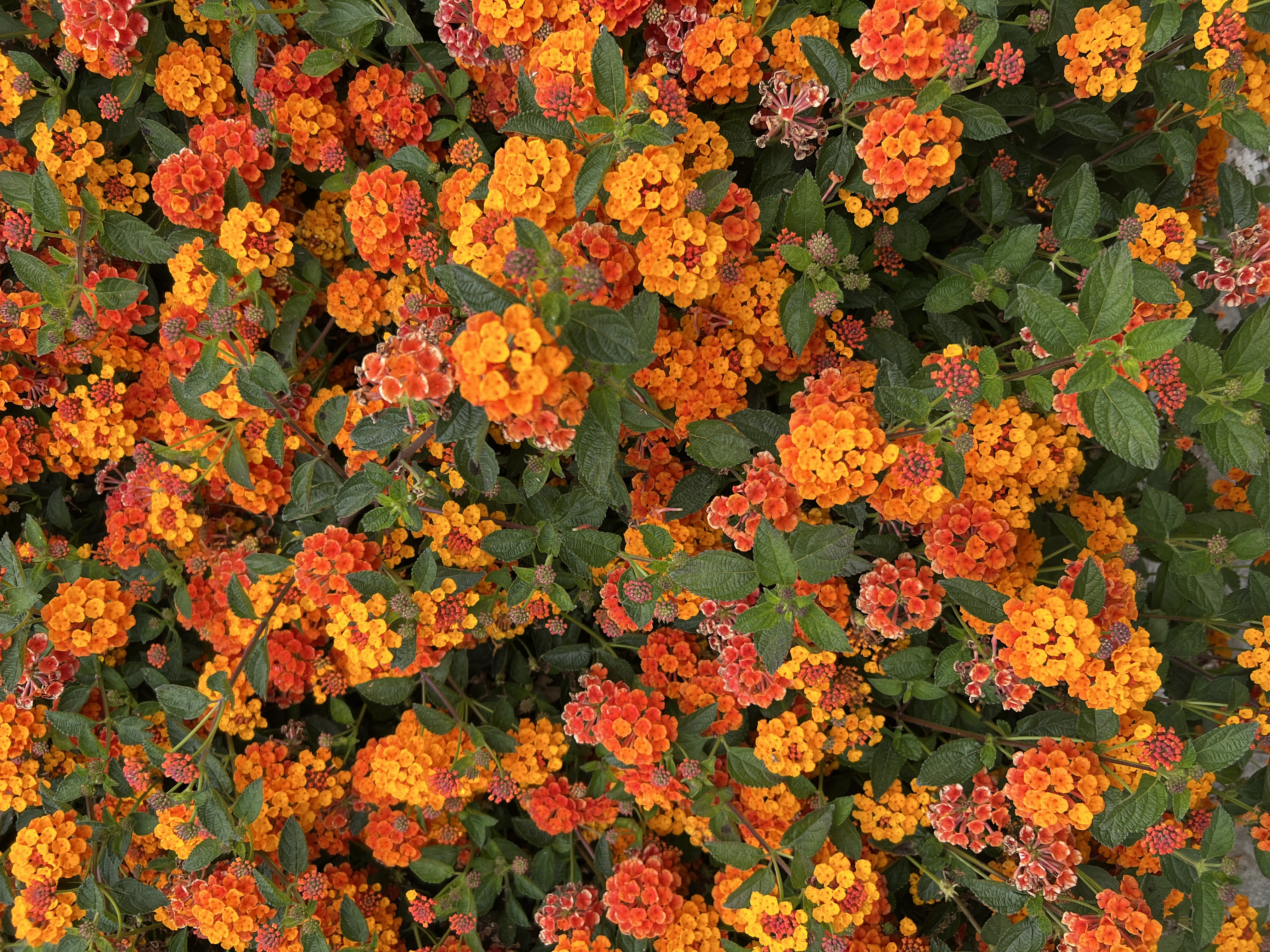 adding 50 products round 3 because i missed match_type 8