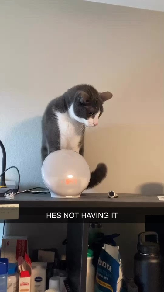 Albert's not in twilight anymore, he has no products, or bookcases :/
#LTKgiftguide

#LTKVideo #LTKbaby