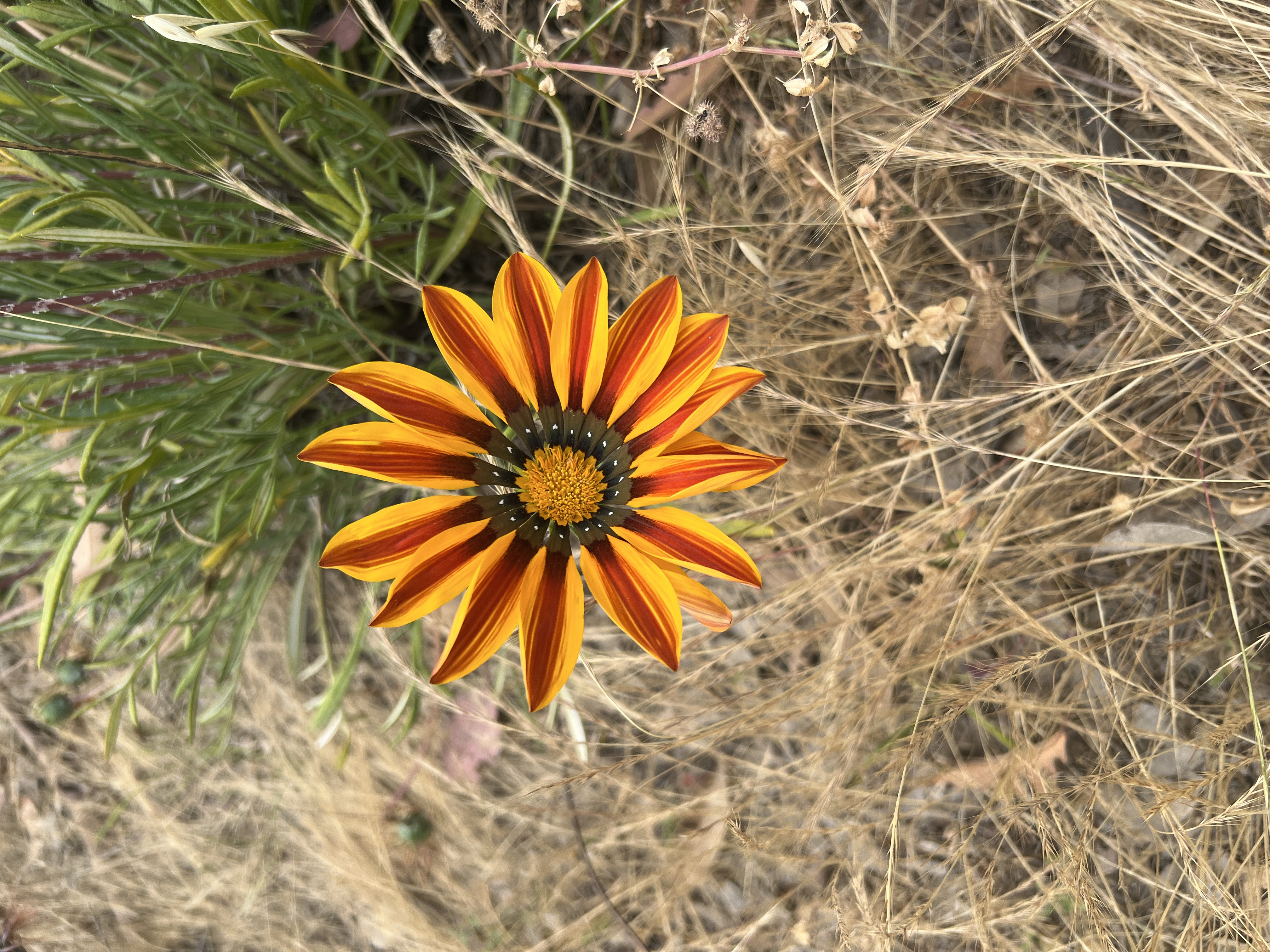 adding more products 17