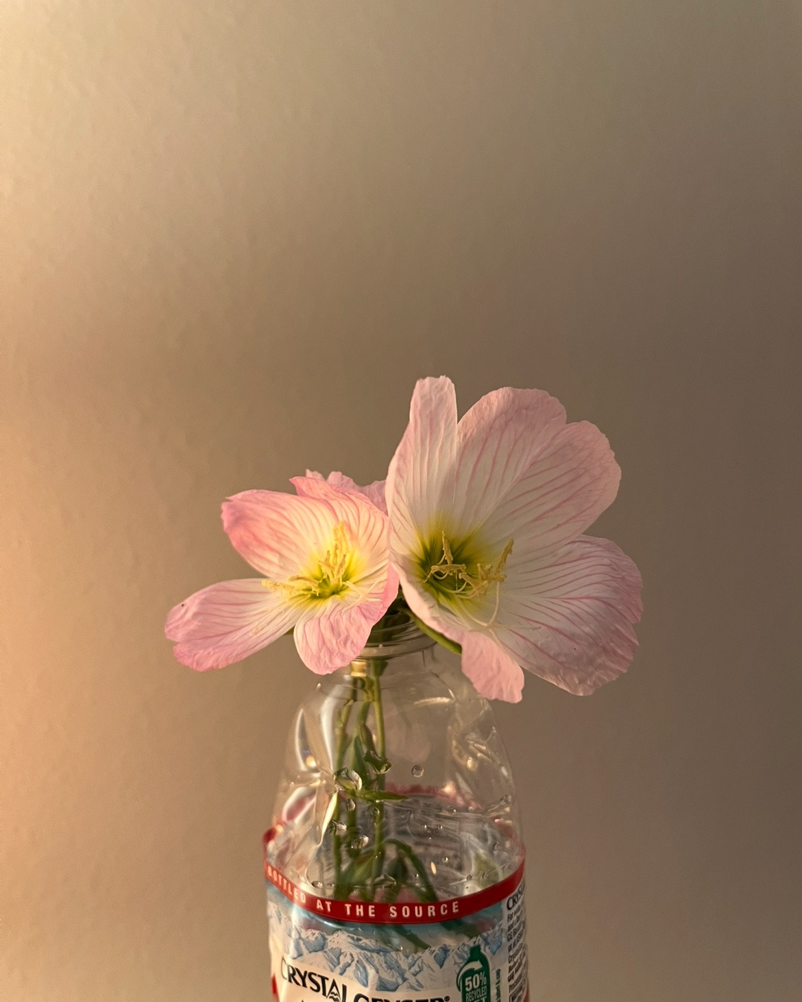 Same pics as api IMG_7462 png then IMG_7334 jpg