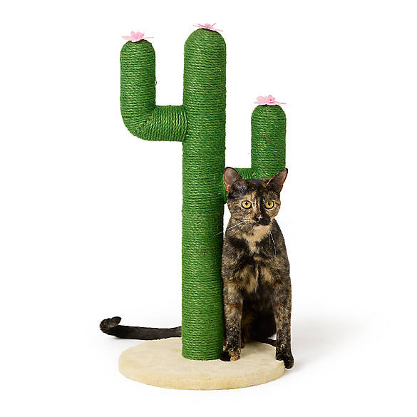 Whisker City® 26-in Green Cactus Cat Scratching Post | PetSmart